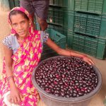 मौसमी फल जामुन के व्यवसाय से महिलाओं को मिल रहा है आर्थिक स्वावलंबन