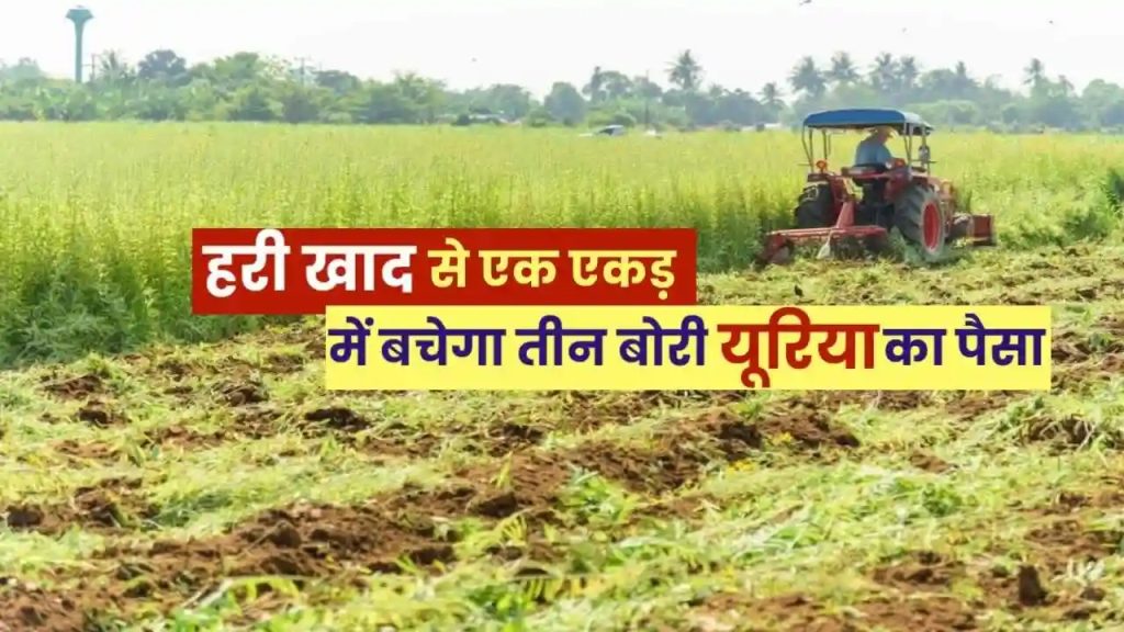 विशेष लेख,हरी खाद- खेती में बढ़ेगा उत्पादन, मिट्टी की सेहत होगी बेहतर