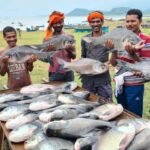 विशेष लेख‘नीली क्रांति’ से समृद्धि की ओर: मछली पालन बना ग्रामीण विकास, रोजगार और आत्मनिर्भरता का नया आधार