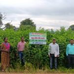 सेवा संकल्प अभियान,55 हेक्टेयर में लहलहा रही अरहर की उन्नत किस्में, फूल आने की अवस्था में पहुंची फसल